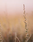 Plakat - Morning Grass Fileld 01 - Admen.dk