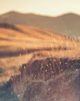 Plakat - Morning Grass Filelds 10 - Admen.dk