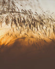 Plakat - Morning Grass Filelds 13 - Admen.dk