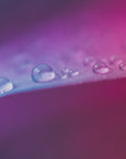 Plakat - Pink Flowers 22 - Admen.dk