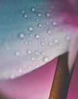 Plakat - Pink Flowers 011 - Admen.dk
