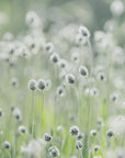 Plakat - White Flowers 04 - Admen.dk