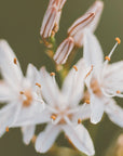 Plakat - White Flowers 10 - Admen.dk