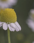 Plakat - Summer Flowers 7 - Admen.dk