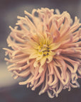 Plakat - Summer Flowers 79 - Admen.dk