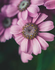 Plakat - Summer Flowers 99 - Admen.dk