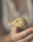 Plakat - Save the Duck - Admen.dk