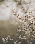Plakat - Apple Trees 01 - Admen.dk