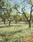 Plakat - Apple Trees 03 - Admen.dk
