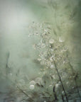 Plakat - Grasses