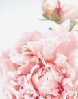 Poster - Blush peony IX