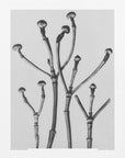 Poster - Cornus Florida