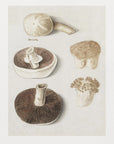 Poster - Common Meadow Mushroom, Agaricus Campestris Standing
