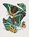 Poster - Butterflies 3