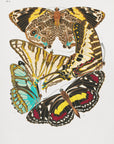 Poster - Butterflies 10
