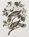Poster - Brand Tailed Pigeon From Birds Of America (1827)