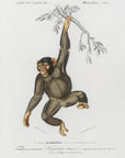 Plakat - Chimpangze - Admen.dk