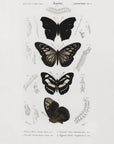 Poster - Collection of Butterflies 01