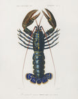 Poster - Crimson Crawfish