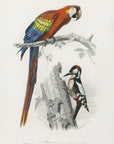 Poster - Birds II