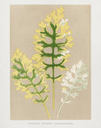 Poster - Cineraria Maritima Fairbairnianum Leaf Illustration