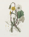 Poster - Coltsfoot (tussilago Farfara) Medical Botany