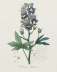 Poster - Delphinum Staphisagria Medical Botany