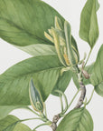 Plakat - Cucumbertree 1922 - Admen.dk