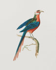 Plakat - Curve Billed Cuckoo - Admen.dk