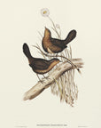 Poster - Downy Pycnoptilus