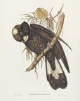 Poster - Baudin's Cockatoo
