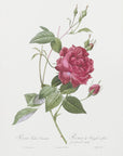 Plakat - Blood Red Bengal Rose, Les Roses (1817–1824) - Admen.dk