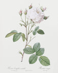 Plakat - Cabbage Rose White Provence, Les Roses (1817–1824) - Admen.dk