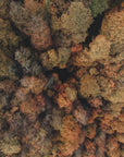 Plakat - Autumn Forest 14 - Admen.dk