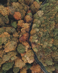 Plakat - Autumn Forest 16 - Admen.dk