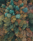 Plakat - Autumn Forest 17 - Admen.dk