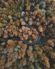 Plakat - Autumn Forest 18 - Admen.dk