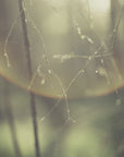 Plakat - Dreamy Forest 02 - Admen.dk