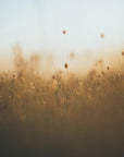 Plakat - Morning Grass Fileld 03 - Admen.dk