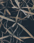 Plakat - Dried plants - Admen.dk
