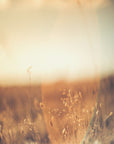 Plakat - Morning Grass Filelds 09 - Admen.dk