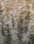 Plakat - Plants and Flowers 02 - Admen.dk