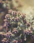Plakat - Plants and Flowers 05 - Admen.dk