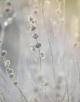 Plakat - Plants and Flowers 06 - Admen.dk