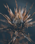 Plakat - Thistle 02 - Admen.dk