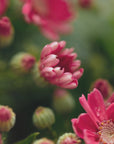 Plakat - Red Flowers 07 - Admen.dk