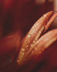 Plakat - Red Flowers 16 - Admen.dk
