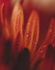 Plakat - Red Flowers 17 - Admen.dk
