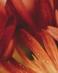 Plakat - Red Flowers 21 - Admen.dk
