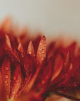 Plakat - Red Flowers 22 - Admen.dk